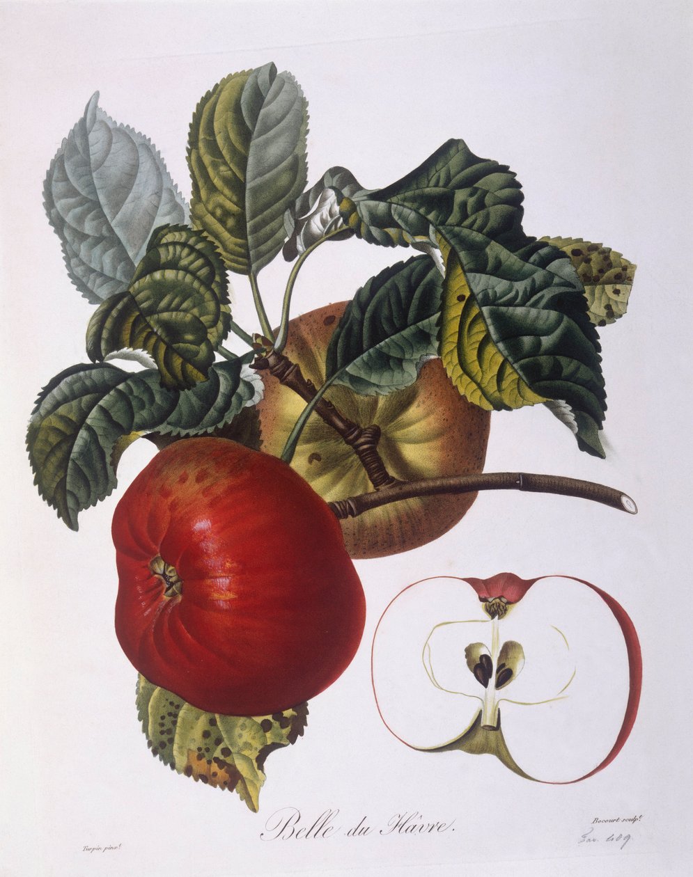Omena "Belle du Havre" Henry Louis Duhamel du Monceau, Pierre Jean Francois Turpinin kasvitieteellinen levy tekijältä Pierre Jean Francois Turpin