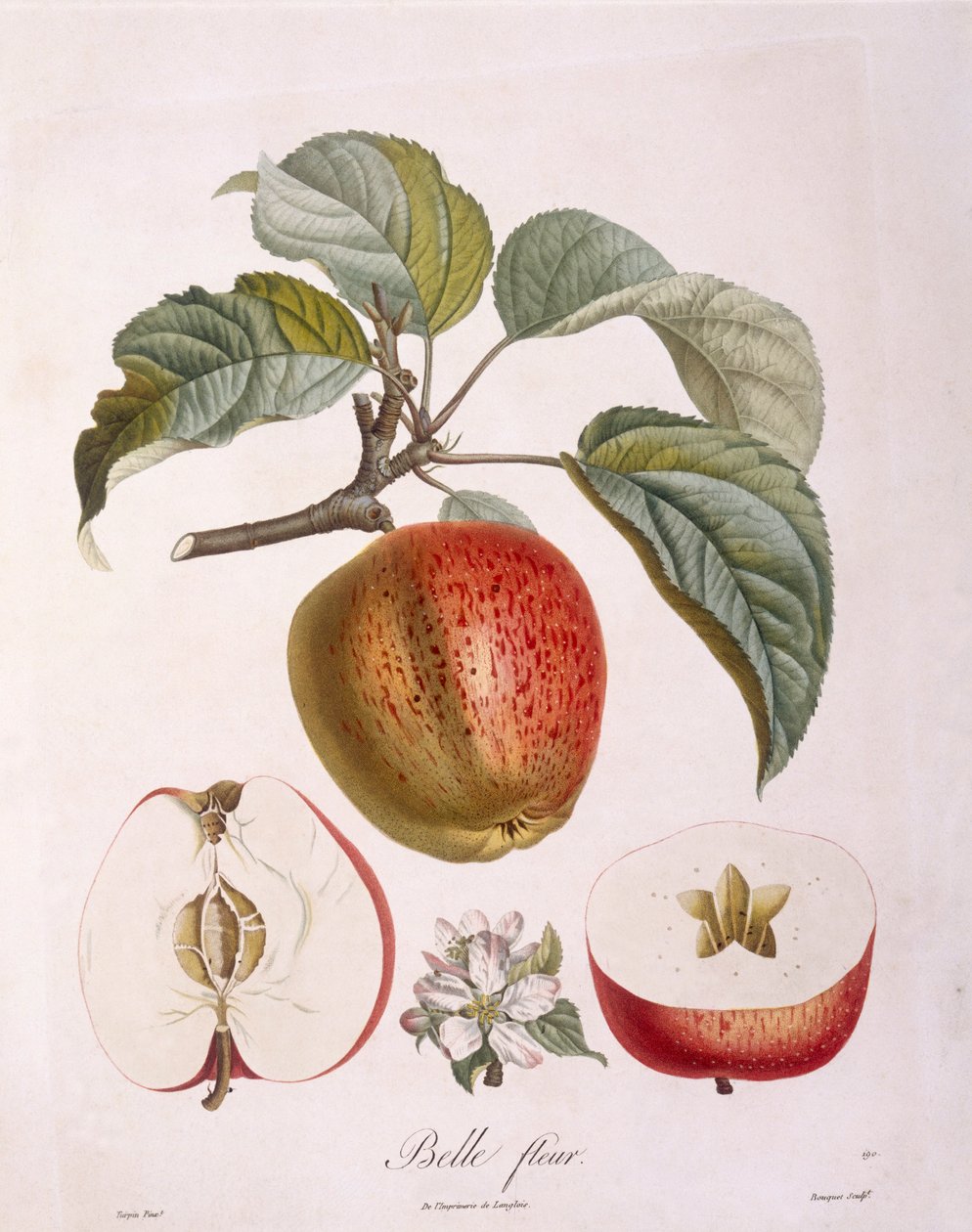 Omena "Belle fleur" Henry Louis Duhamel du Monceau, Pierre Jean Francois Turpinin kasvitieteellinen levy tekijältä Pierre Jean Francois Turpin