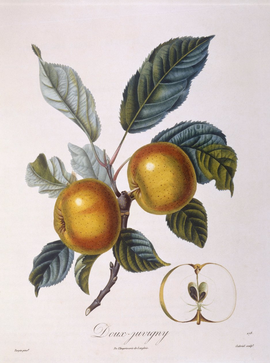 Omena "Doux-Juvigny" Henry Louis Duhamel du Monceau, Pierre Jean Francois Turpinin kasvitieteellinen levy tekijältä Pierre Jean Francois Turpin