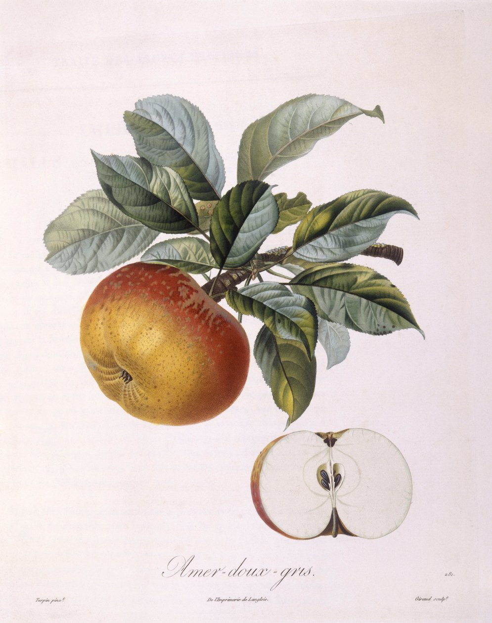 Apple "Sweet Bitter Grey" Henry Louis Duhamel du Monceau, Pierre Jean Francois Turpinin kasvitieteellinen levy tekijältä Pierre Jean Francois Turpin