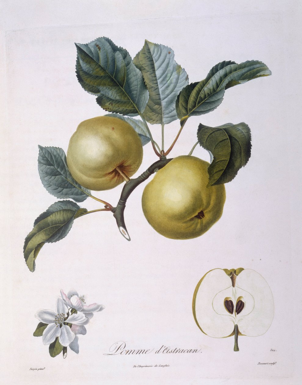 Omena "Pomme d