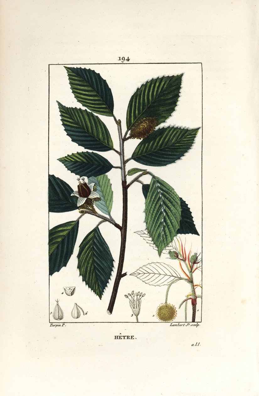 Pyökki, Fagus sylvatica. Lambert Juniorin käsinvärinen pistekuparikaiverrus Pierre Jean-Francois Turpinin piirustuksesta Chaumetonista, Poiret