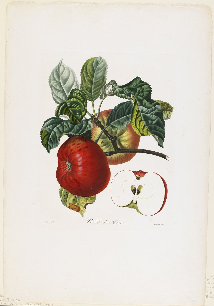Belle de Havre (omena), Traite des Arbres Fruitiersilta, 1807-35 (käsinvärinen pistekaiverrus) tekijältä Pierre Jean Francois Turpin