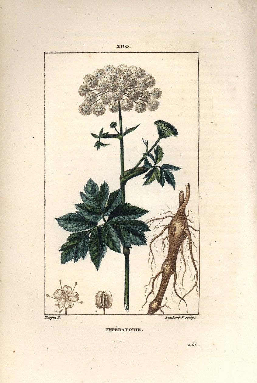 Benzoin tai imperatoire - Masterwort, Imperatoria ostruthium, kukka, lehti ja juuri. Lambert Juniorin käsinvärinen pistekuparikaiverrus Pierre Jean-Francois Turpinin piirroksesta Chaumetonista, Poiret