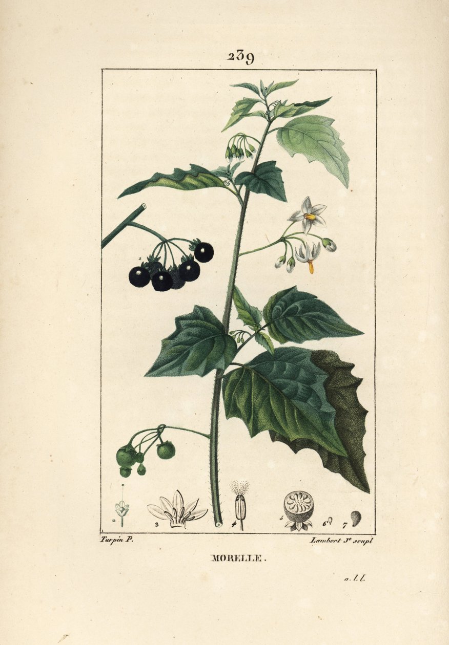 Musta yövoide, koiranmurhaaja tai susi rypäle - Musta yökirjo, Solanum nigrum. Lambert Juniorin käsinvärinen pistekuparikaiverrus Pierre Jean-Francois Turpinin piirroksesta Chaumetonista, Poiret