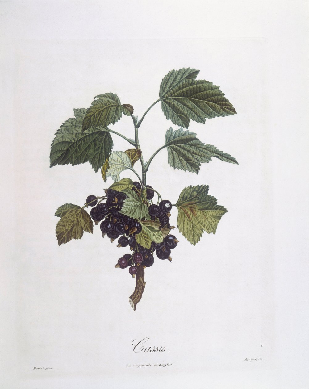 Mustaherukka (Ribes nigrum) tai mustaherukka Noir de Bourgogne Henry Louis Duhamel du Monceau, Pierre Jean Francois Turpinin kasvitieteellinen levy tekijältä Pierre Jean Francois Turpin
