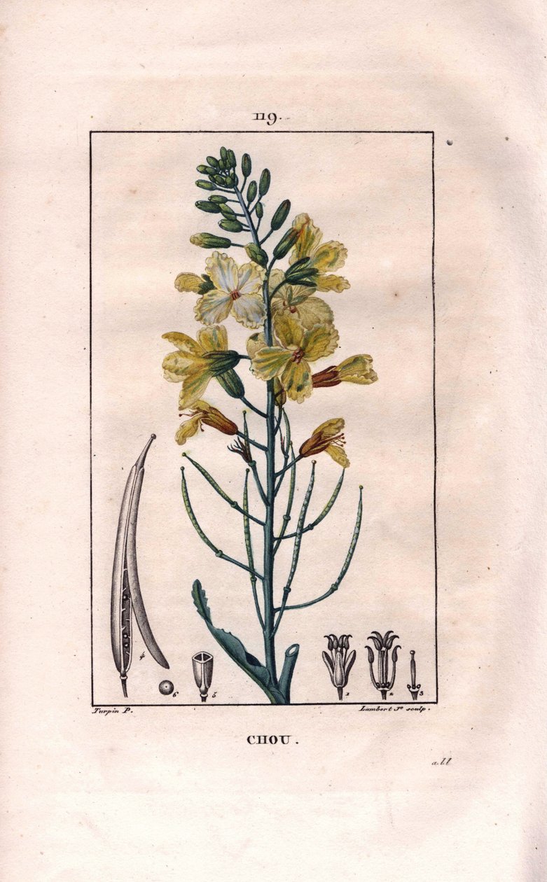 Kasvitieteellinen: kaalin kukka - Kaali, Brassica oleracea. Lambertin käsinvärinen pistekuparikaiverrus Pierre Jean-Francois Turpinin piirroksesta Chaumetonista, Poiret