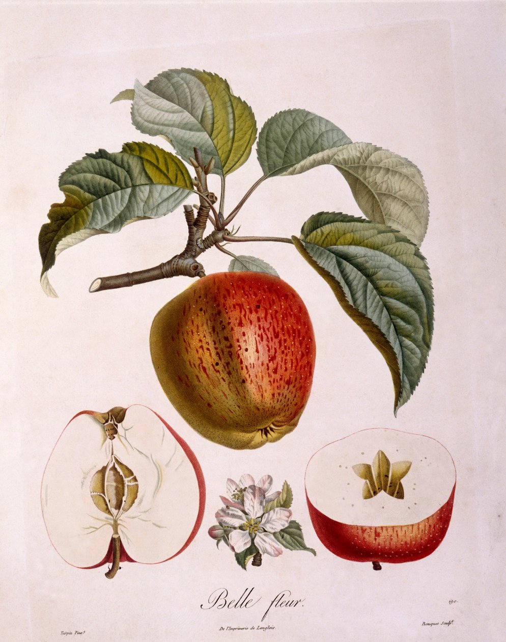 Kasvitiede - Rosaceae - omena "Kaunis kukka". (kasvitieteellinen lauta tekijältä Pierre Jean Francois Turpin
