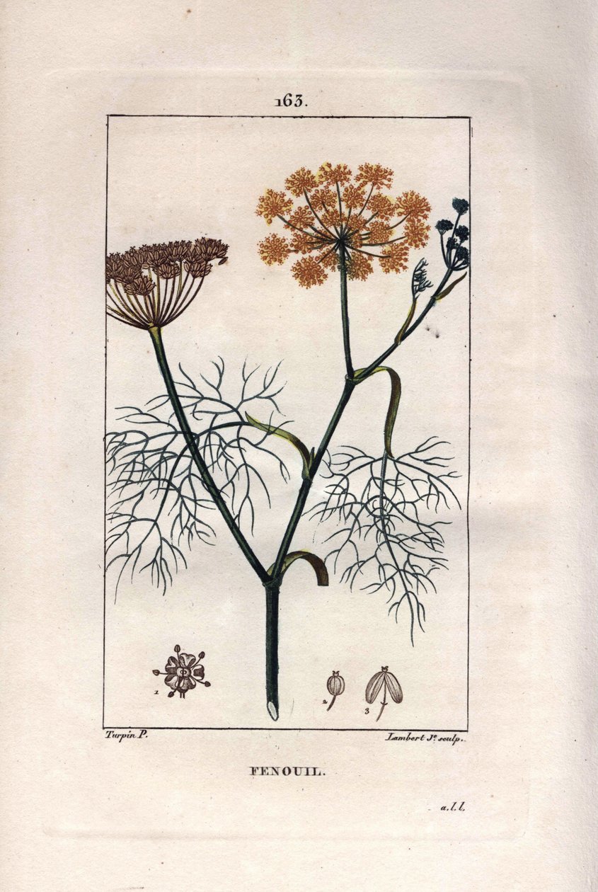 Kasvitiede: Fenkoli, fenkoli, Foeniculum vulgare. Lambertin käsinvärinen pistekuparikaiverrus Pierre Jean-Francois Turpinin piirroksesta Chaumetonista, Poiret