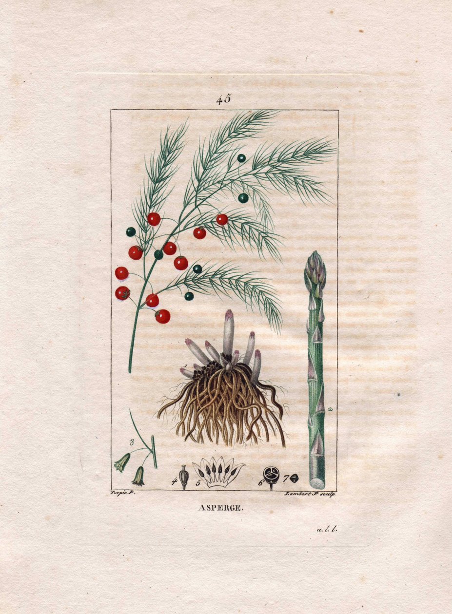 Kasvitiede: parsa - Parsan juuri, kukka ja hedelmä, Asparagus officinalis. Lambertin käsinvärinen pistekuparikaiverrus Pierre Jean-Francois Turpinin piirroksesta Chaumetonista, Poiret