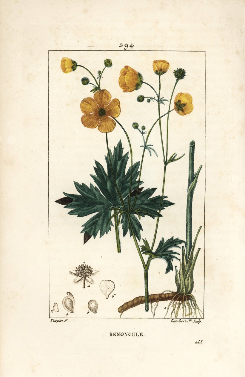 Buttercup - Pystyvarsijalka, Ranunculus acris, kukka, lehti, varsi ja juuri. Lambert Juniorin käsinvärinen pistekuparikaiverrus Pierre Jean-Francois Turpinin piirustuksesta Chaumetonista, Poiret