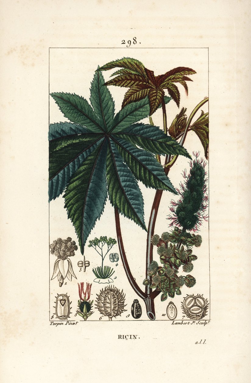 Risiiniöljykasvi tai risiini, Ricinus communis (Ricinus vulgaris), jossa on lehtiä, kukka, varsi ja siemen. Lambert Juniorin käsinvärinen pistekuparikaiverrus Pierre Jean-Francois Turpinin piirroksesta Chaumetonista, Poiret