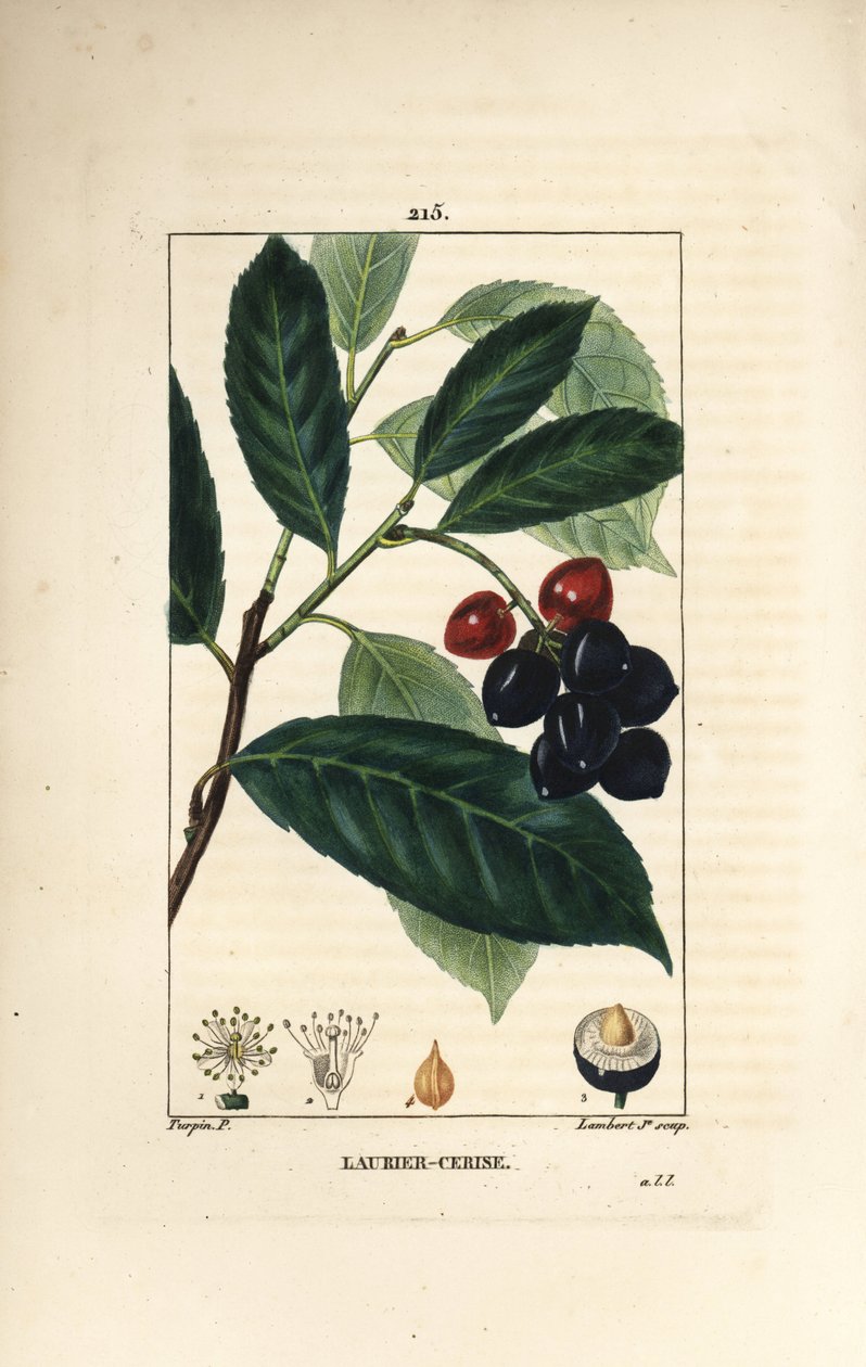 Kirsikkalaakerit - Kirsikkalaakerit, Prunus laurocerasus, lehtiä, hedelmiä ja siemeniä. Lambert Juniorin käsinvärinen pistekuparikaiverrus Pierre Jean-Francois Turpinin piirroksesta Chaumetonista, Poiret