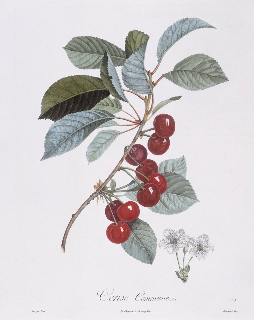 Kirsikkapuu (Prunus avium), Henry Louis Duhamel du Monceau, Pierre Jean Francois Turpinin kasvitieteellinen levy tekijältä Pierre Jean Francois Turpin