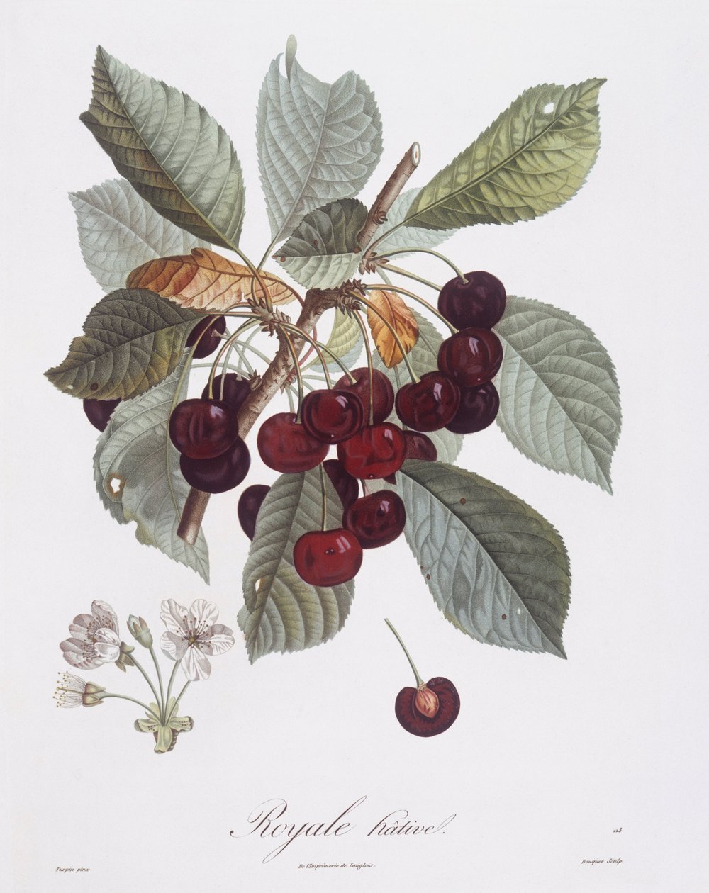 Kirsikkapuu (Prunus avium), Henry Louis Duhamel du Monceau, Pierre Jean Francois Turpinin kasvitieteellinen levy tekijältä Pierre Jean Francois Turpin