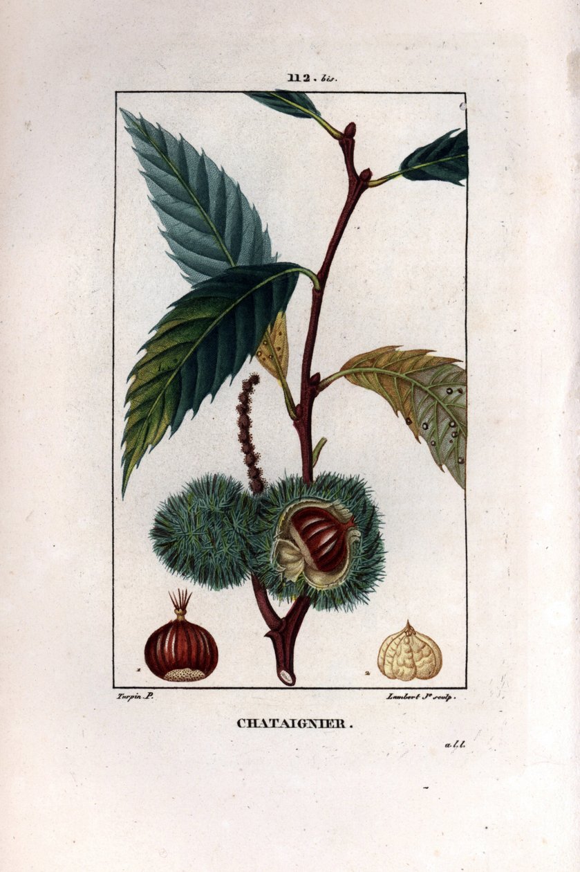 Kastanjanoksa hedelmillä (kastanja) - Makea kastanjapuu, Castanea sylvestris. Lambert Juniorin käsinvärinen pistekuparikaiverrus Pierre Jean-Francois Turpinin piirroksesta Chaumetonista, Poiret