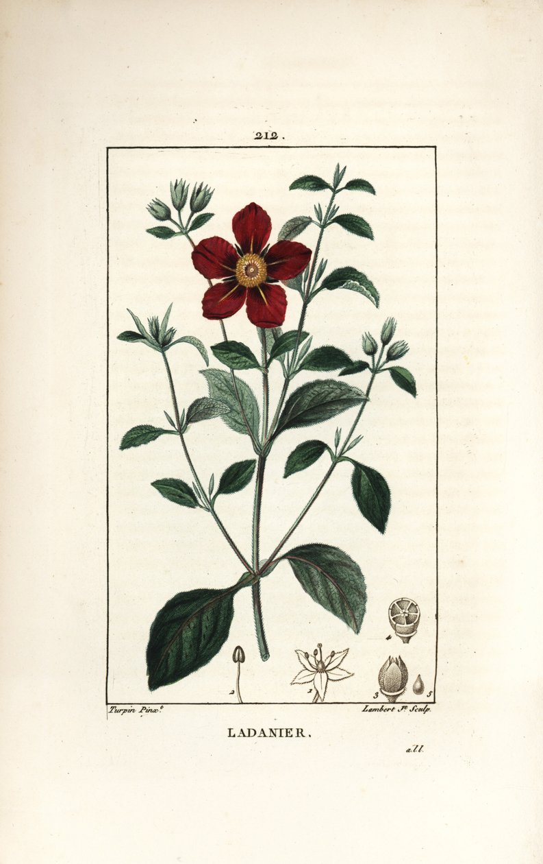 Kreetan Cistus - Gum cistus, Cistus creticus. Lambert Juniorin käsinvärinen pistekuparikaiverrus Pierre Jean-Francois Turpinin piirustuksesta Chaumetonista, Poiret