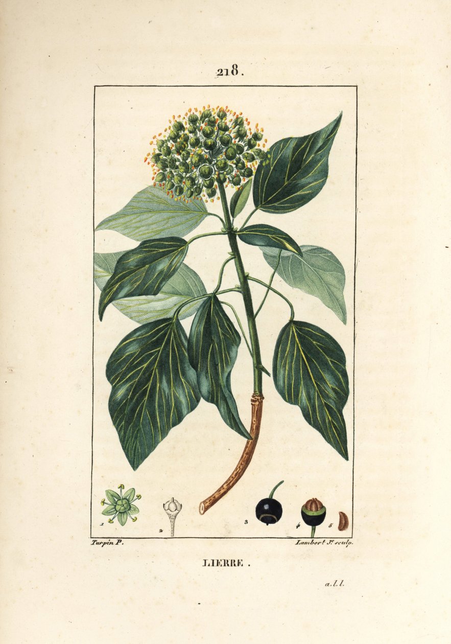 Climbing Ivy - Harvinainen muratti, Hedera helix. Lambert Juniorin käsinvärinen pistekuparikaiverrus Pierre Jean-Francois Turpinin piirustuksesta Chaumetonista, Poiret