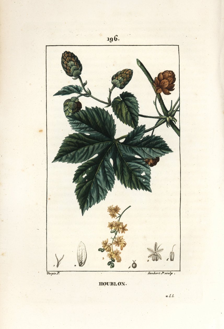 Kiipeilyhumala - Humala, Humulus lupulus. Lambert Juniorin käsinvärinen pistekuparikaiverrus Pierre Jean-Francois Turpinin piirustuksesta Chaumetonista, Poiret