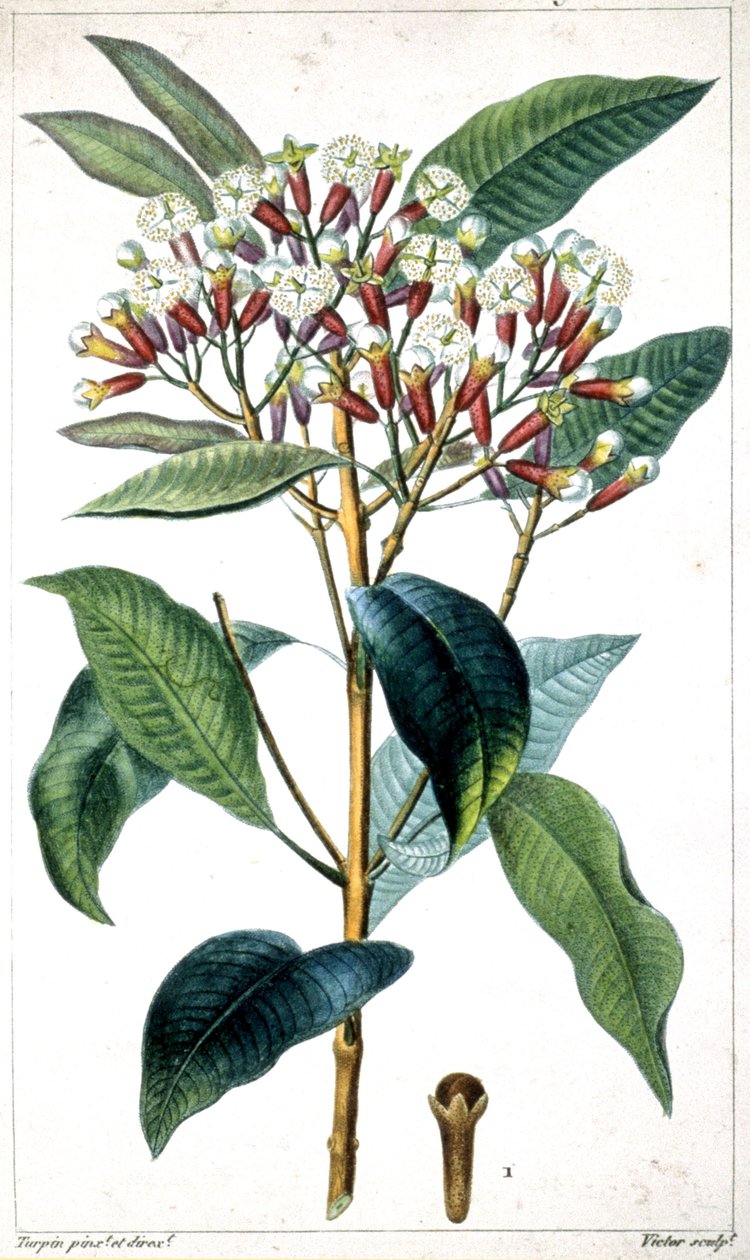 Neilikkapuu ja neilikka, 1800-luvun puoliväli (litografia) tekijältä Pierre Jean Francois Turpin