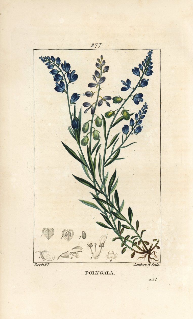 Harvinainen maitojuuri - Maitomato, Polygala vulgaris, jossa on kukka, lehti, varsi ja juuri. Lambert Juniorin käsinvärinen pistekuparikaiverrus Pierre Jean-Francois Turpinin piirroksesta Chaumetonista, Poiret