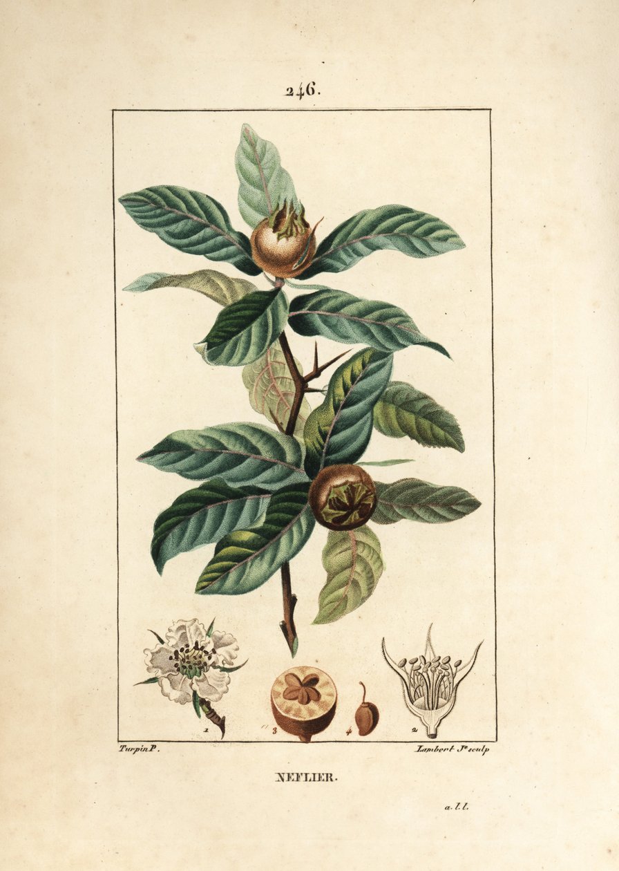 Common Neflier - Saksan mispeli, Mespilus germanica, lehtiä, hedelmiä, siemeniä ja kukkia. Lambert Juniorin käsinvärinen pistekuparikaiverrus Pierre Jean-Francois Turpinin piirustuksesta Chaumetonista, Poiret