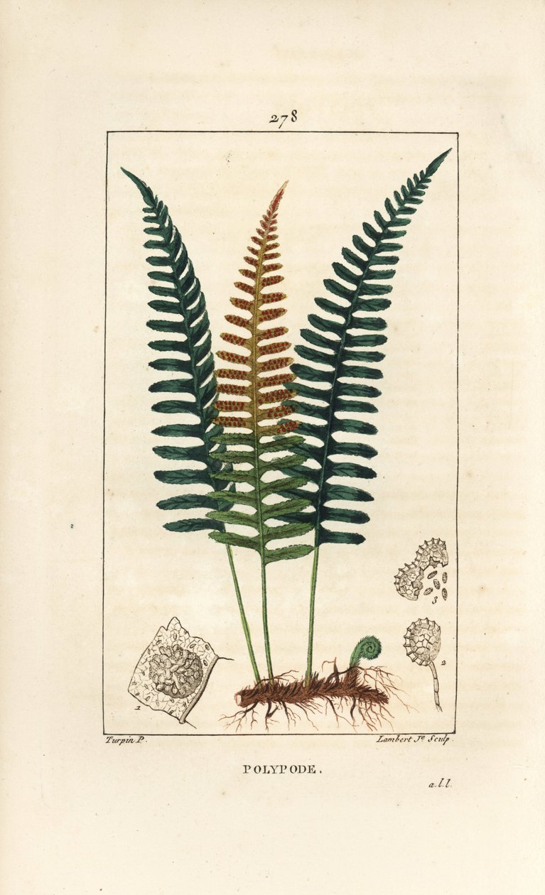 Common Polypod - Polypody saniainen, Polypodium vulgare, jossa on lehtiä, siemeniä ja juuria. Lambert Juniorin käsinvärinen pistekuparikaiverrus Pierre Jean-Francois Turpinin piirustuksesta Chaumetonista, Poiret