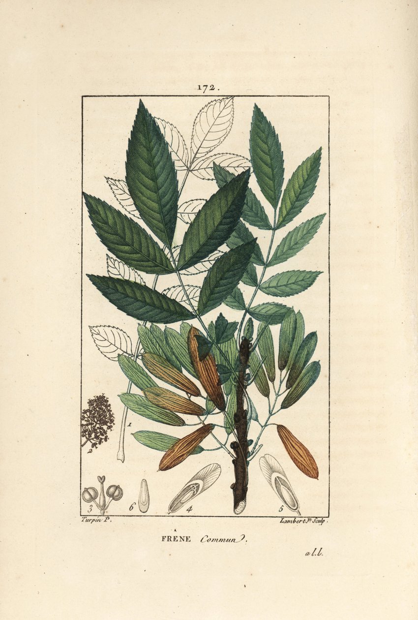 Harvinainen saarni tai saarnipiippu - Tuhkapuu, Fraxinus excelsior, jossa näkyy oksa, lehdet, siemenet ja lehti ääriviivattuna. Lambert Juniorin käsinvärinen pistekuparikaiverrus Pierre Jean-Francois Turpinin piirroksesta Chaumetonista, Poiret