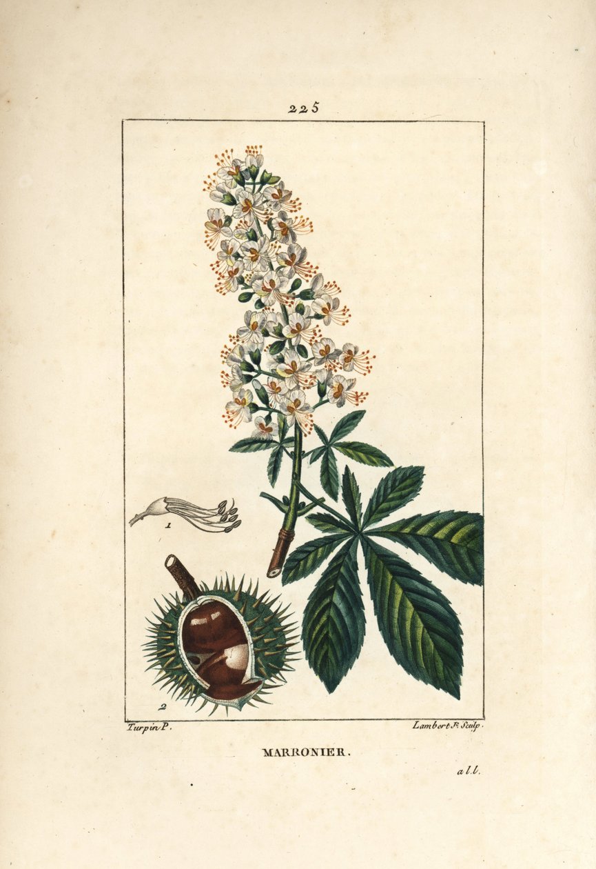 Tavallinen kastanja, kastanja tai valkoinen kastanja - Horsechestnut, Aesculus hippocastanum. Lambert Juniorin käsinvärinen pistekuparikaiverrus Pierre Jean-Francois Turpinin piirroksesta Chaumetonista, Poiret