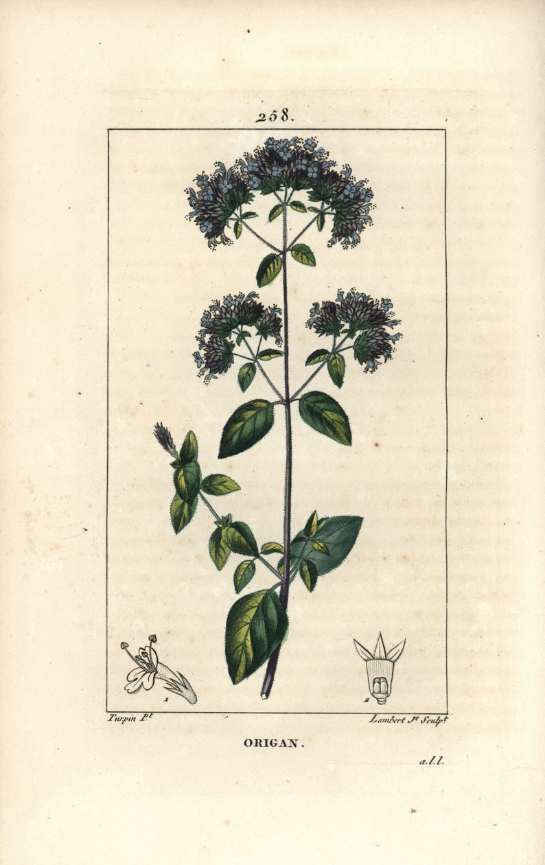 Tavallinen oregano, jota kutsutaan myös luonnonvaraiseksi meiramiksi - Oregano tai villimeirami, Origanum vulgare, kukka, lehti, varsi ja siemen. Lambert Juniorin käsinvärinen pistekuparikaiverrus Pierre Jean-Francois Turpinin piirustuksesta Chaumetonista, tekijältä Pierre Jean Francois Turpin