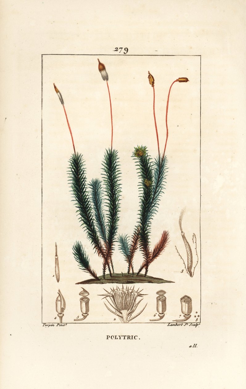 Common polytrichum (vaahto) - Common haircap sammal, Common polytrichum. Lambert Juniorin käsinvärinen pistekuparikaiverrus Pierre Jean-Francois Turpinin piirustuksesta Chaumetonista, Poiret