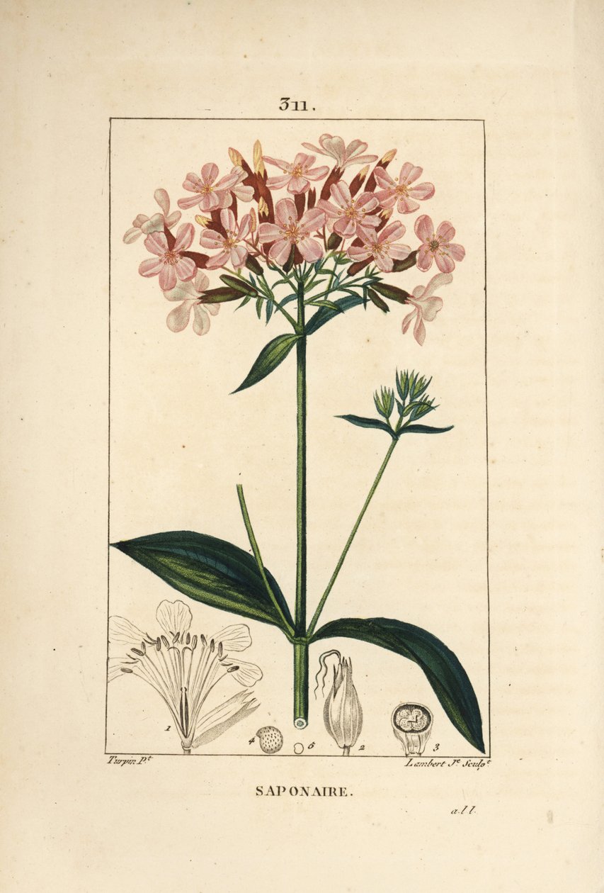 Saippuajuuri, Saponaria officinalis, kukka, lehti, varsi ja siemen. Lambert Juniorin käsinvärinen pistekuparikaiverrus Pierre Jean-Francois Turpinin piirroksesta Chaumetonista, Poiret