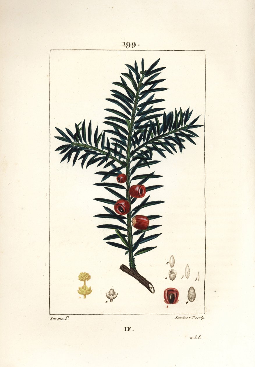 Tavallinen marjakuusi tai marjakuusi marja - marjakuusi, Taxus baccata. Lambert Juniorin käsinvärinen pistekuparikaiverrus Pierre Jean-Francois Turpinin piirustuksesta Chaumetonista, Poiret