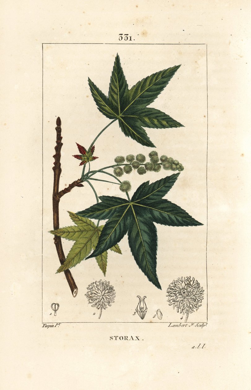 Copalm of America tai Liquidambar - Storax tai nestemäinen meripihka, Liquidambar styraciflua. Lambert Juniorin käsinvärinen pistekuparikaiverrus Pierre Jean-Francois Turpinin piirustuksesta Chaumetonista, Poiret