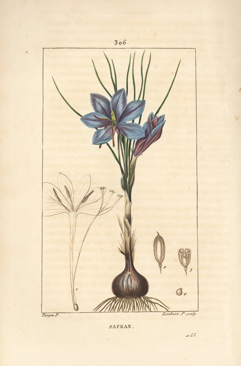 Crocus - Sahramikrookus, Crocus sativus, jossa näkyy kukka, lehti, varsi, sipuli ja stigma. Lambert Juniorin käsinvärinen pistekuparikaiverrus Pierre Jean-Francois Turpinin piirustuksesta Chaumetonista, Poiret