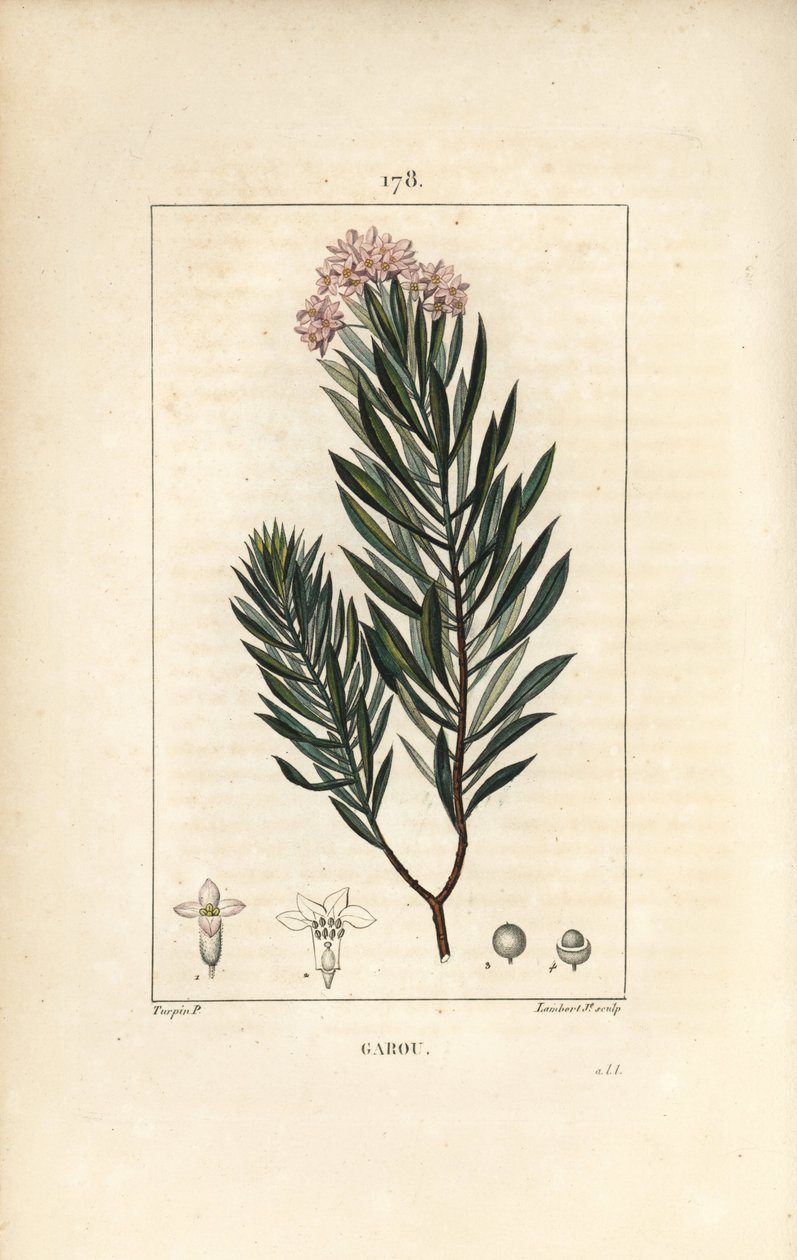 Daphne garou, Thymele tai Saint Bois - Spurge pellava, Daphne gnidium. Lambert Juniorin käsinvärinen pistekuparikaiverrus Pierre Jean-Francois Turpinin piirustuksesta Chaumetonista, Poiret