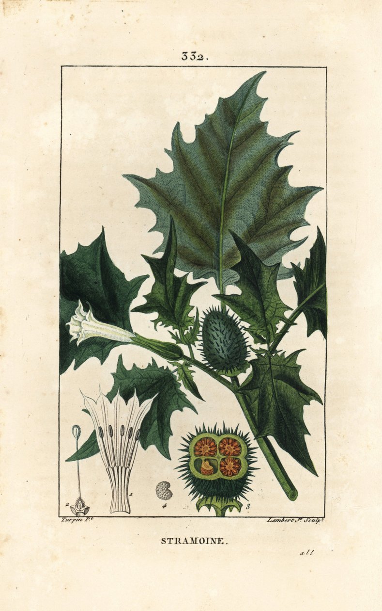 Datura officinal, Stramoine tai piikaomena - orjanomena, loco weed tai jimson weed, Datura stramonium. Lambert Juniorin käsinvärinen pistekuparikaiverrus Pierre Jean-Francois Turpinin piirustuksesta Chaumetonista, Poiret