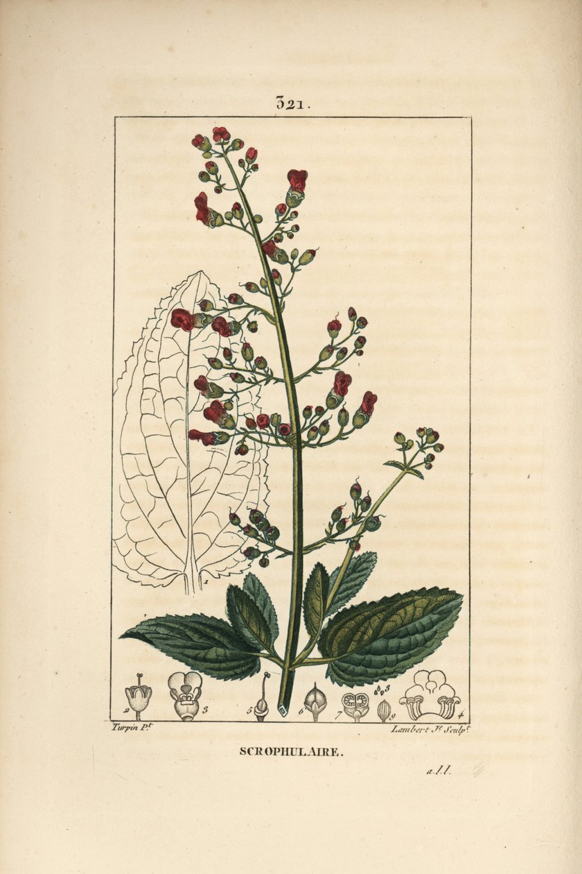 Korva-skrofulari - Vesivikuna-, Scrophularia aquatica, kukka-, lehti-, varsi-, siemen- ja lehtien ääriviivat. Lambert Juniorin käsinvärinen pistekuparikaiverrus Pierre Jean-Francois Turpinin piirustuksesta Chaumetonista, Poiret