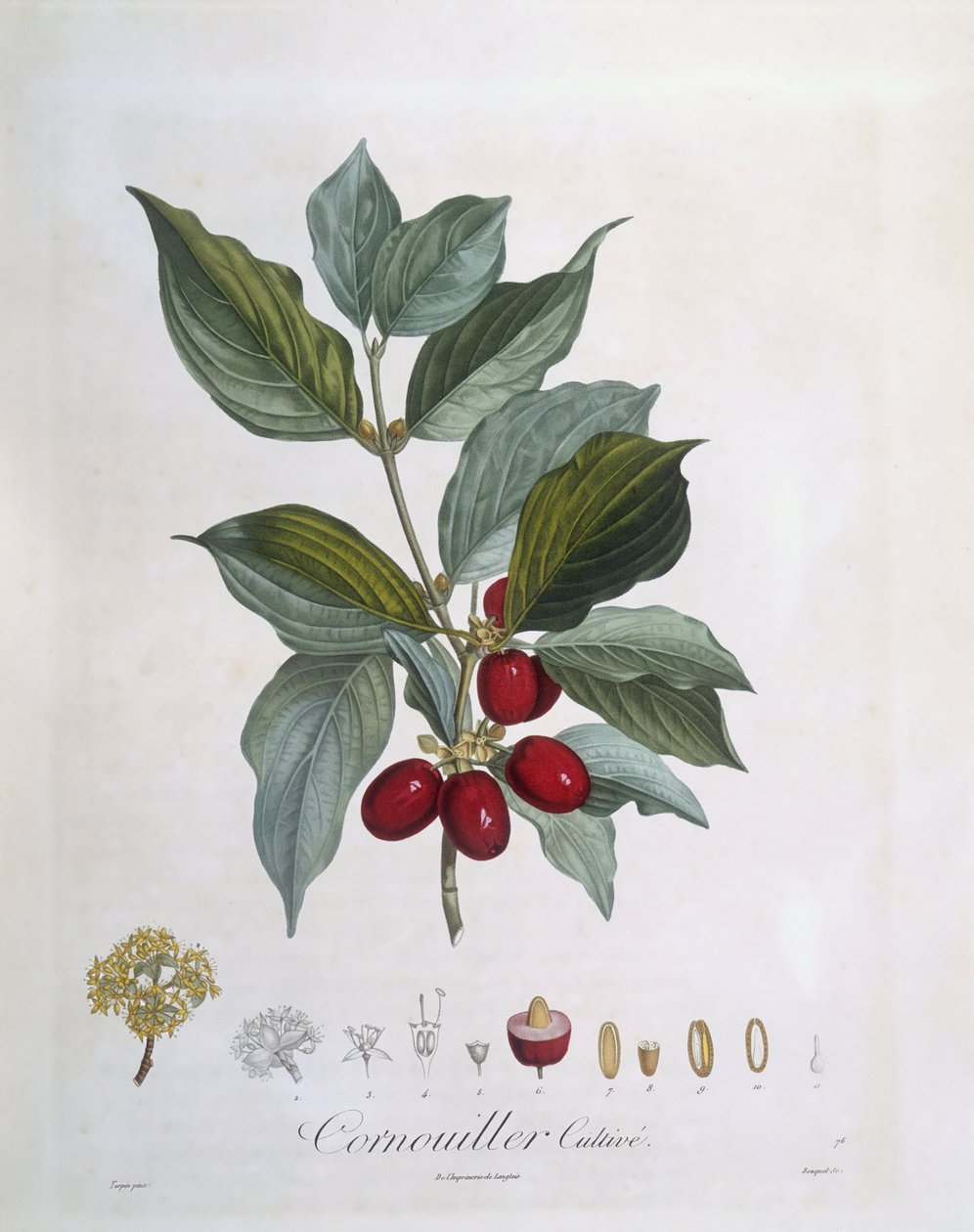 European Cornel (Cornus mas), Henry Louis Duhamel du Monceau, kasvitieteellinen levy Pierre Jean Francois Turpin tekijältä Pierre Jean Francois Turpin