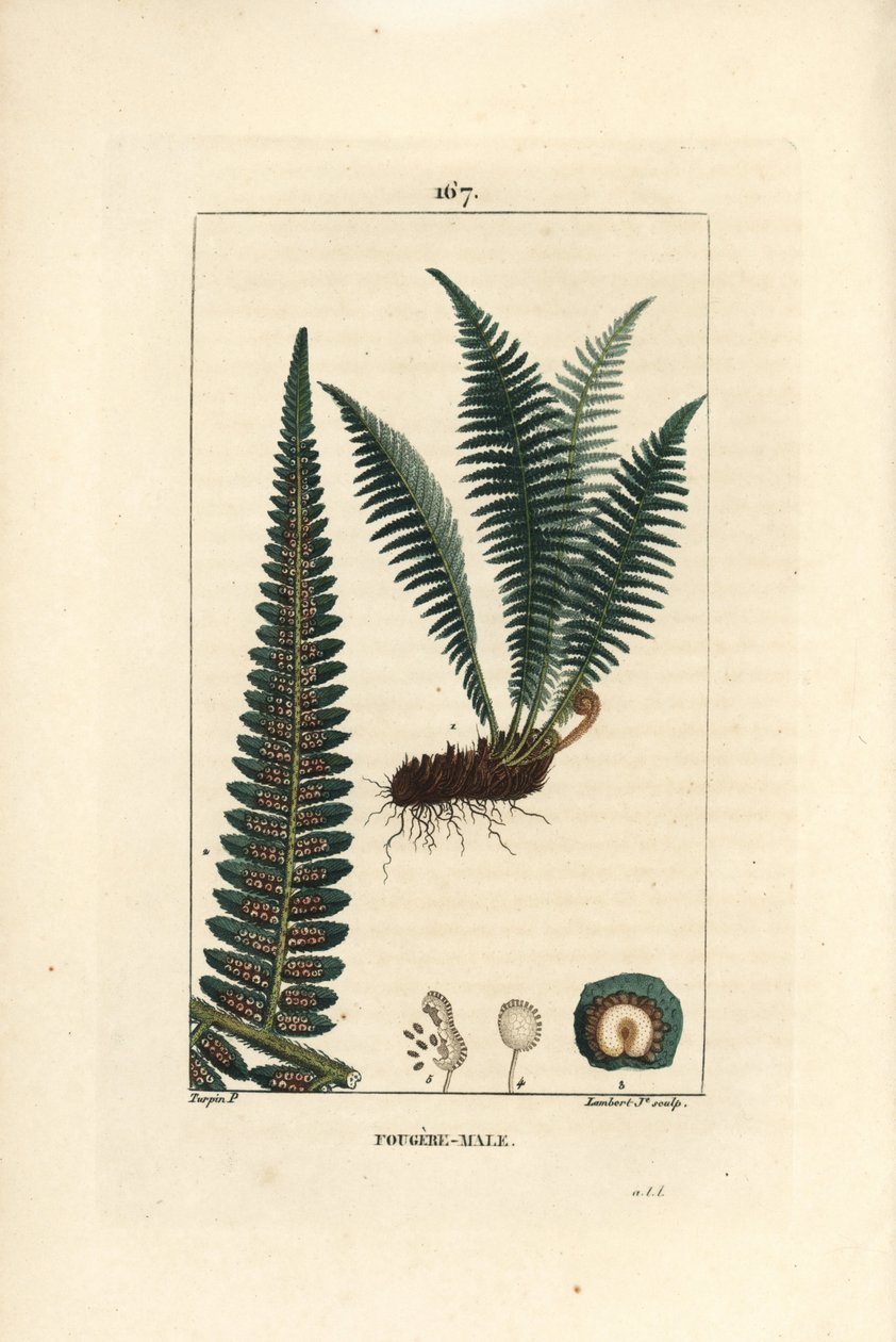 Fergere uros - Uroskilpisaniainen, Dryopteris filix-mas. Lambert Juniorin käsinvärinen pistekuparikaiverrus Pierre Jean-Francois Turpinin piirroksesta Chaumetonista, Poiret