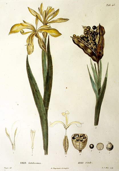Fetid Iris, kaivertaja L. J. Allais (käsin väritetty kaiverrus). tekijältä Pierre Jean Francois Turpin
