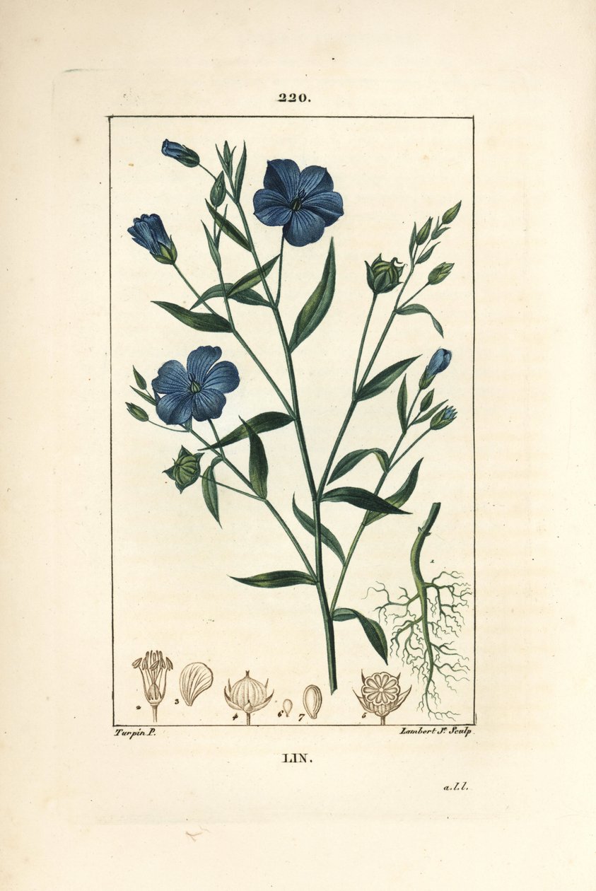 Pellava - pellavansiemenet, Linum sativum. Lambert Juniorin käsinvärinen pistekuparikaiverrus Pierre Jean-Francois Turpinin piirustuksesta Chaumetonista, Poiret