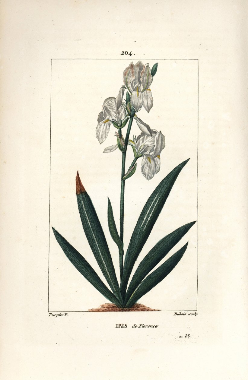 Firenzen iiris, Firenzen iiris - Firenzen iiris, Iris florentina, kukka ja lehti. Dubois