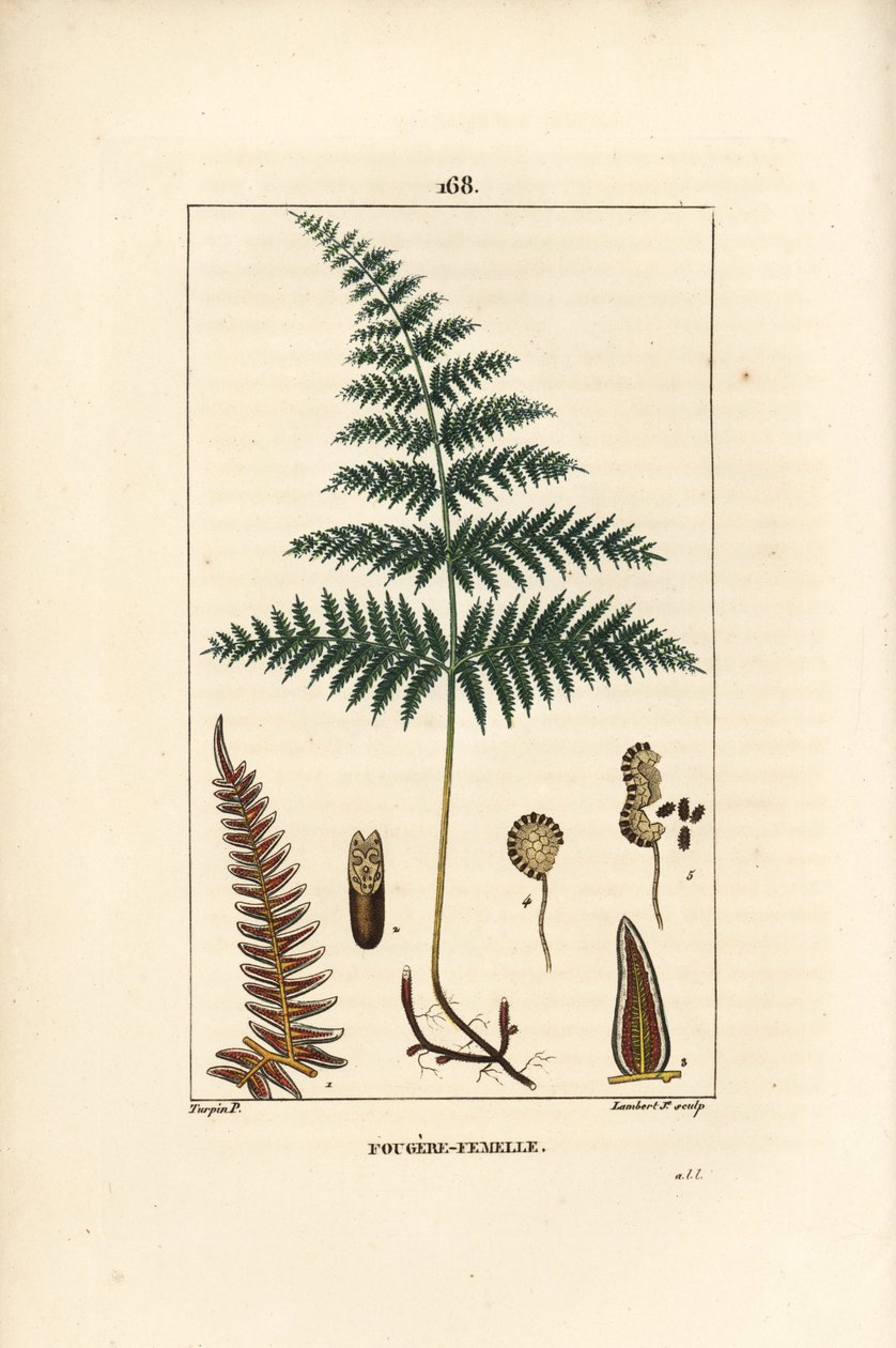 Fougere Aigle ou Grande Fougere - naaras saniainen tai särmä, Pteridium aquilinum. Lambert Juniorin käsinvärinen pistekuparikaiverrus Pierre Jean-Francois Turpinin piirroksesta Chaumetonista, Poiret