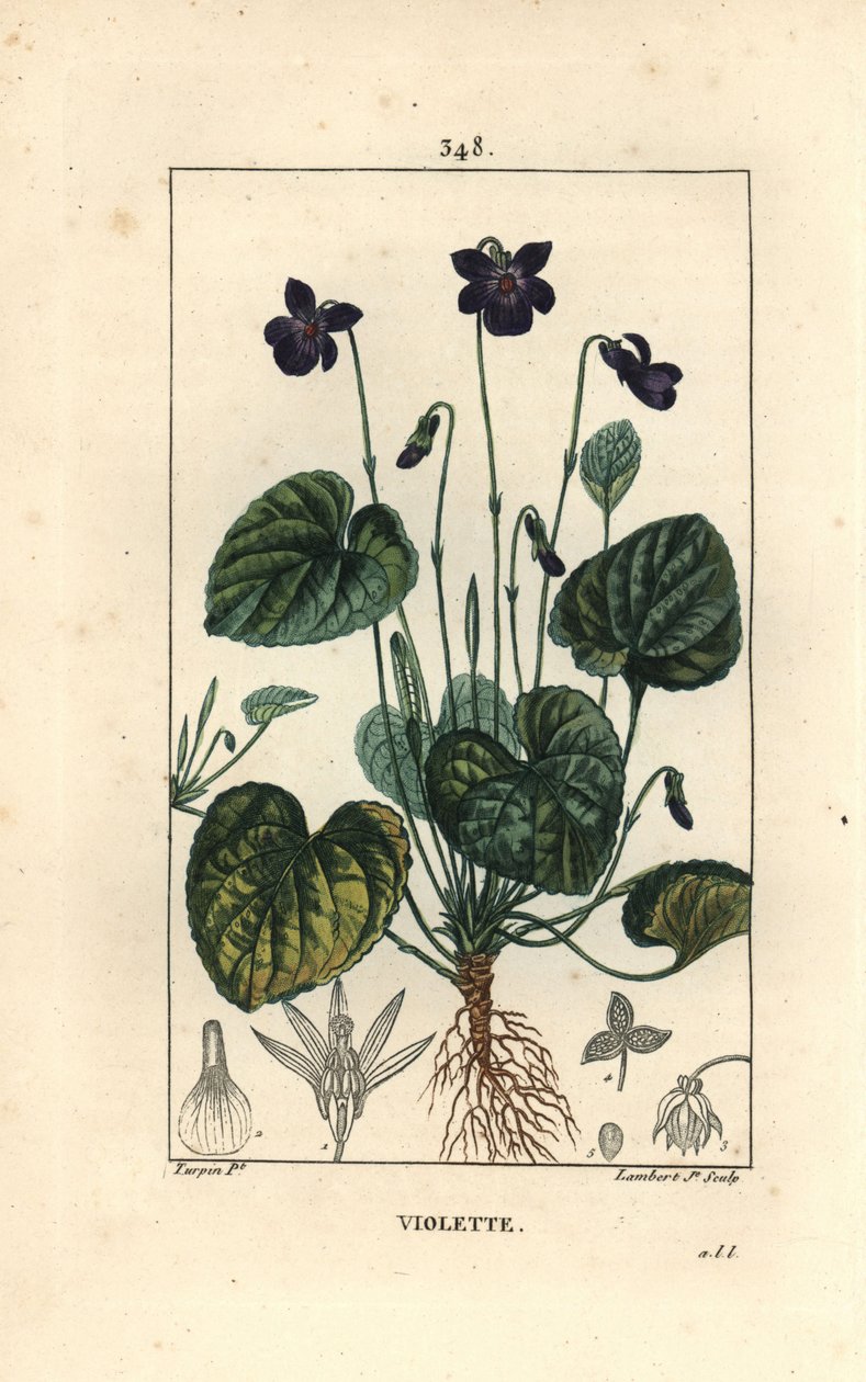 Tuoksuvioletti - Makea violetti, Viola odorata, kukka, lehti, varsi ja juuret. Lambert Juniorin käsinvärinen pistekuparikaiverrus Pierre Jean-Francois Turpinin piirroksesta Chaumetonista, Poiret