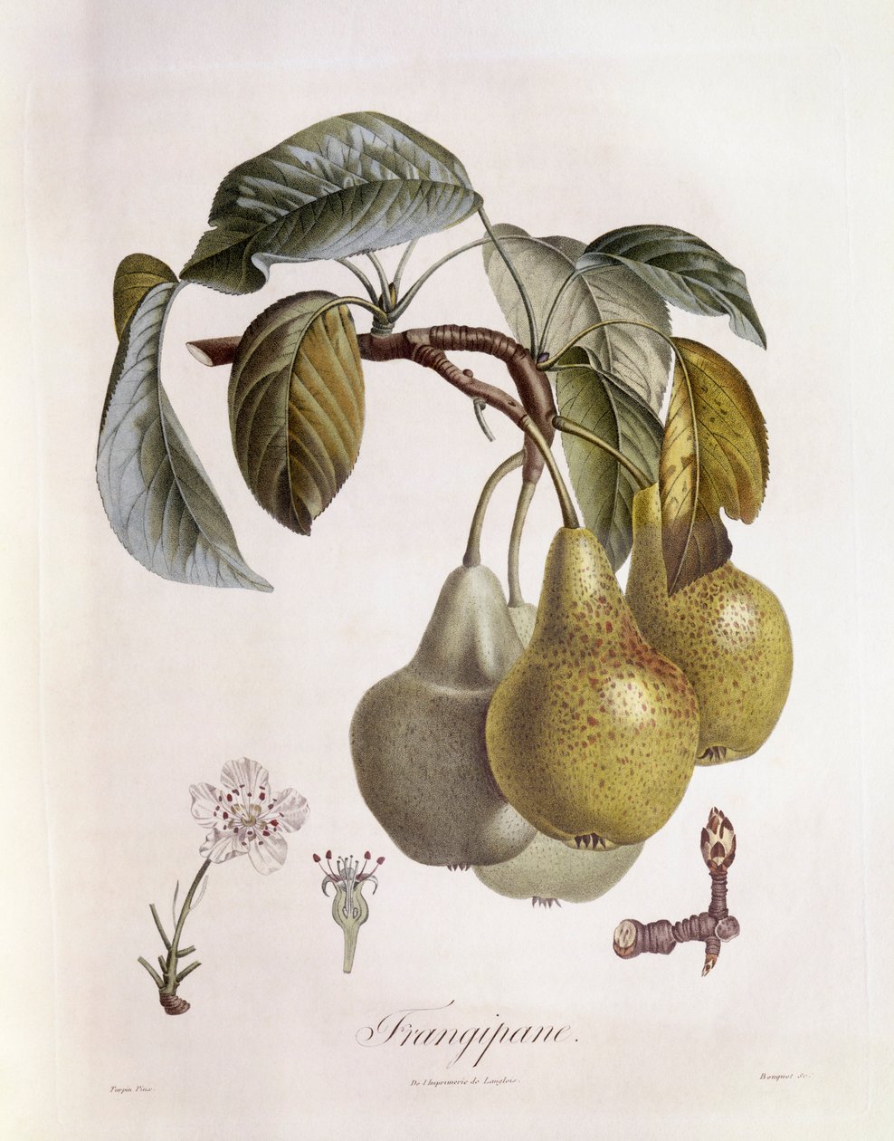 Frangipane (Plumeria) hedelmät Henry Louis Duhamel du Monceau, kasvitieteellinen levy Pierre Jean Francois Turpin tekijältä Pierre Jean Francois Turpin