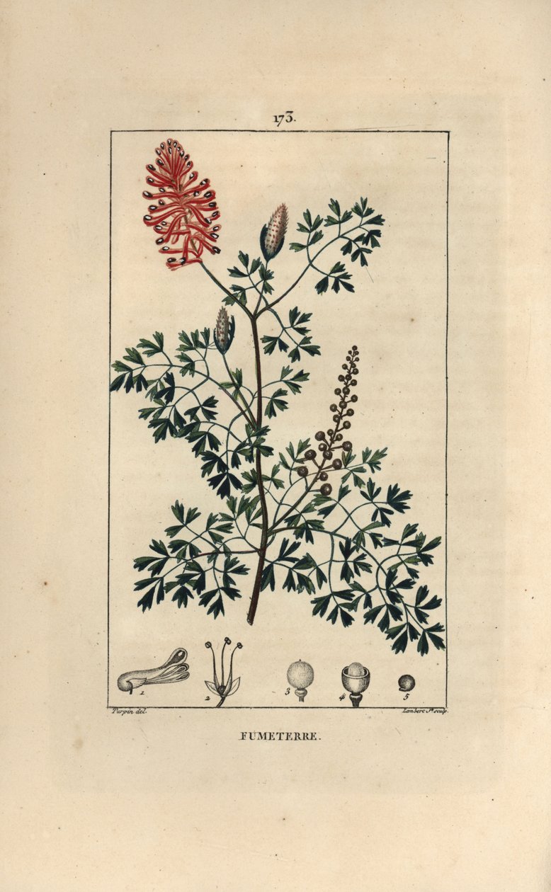 Fumeterre officinale tai Foot de Celine - Fumitory, Fumaria officinalis, jossa näkyy kukkia, lehtiä ja siemeniä. Lambert Juniorin käsinvärinen pistekuparikaiverrus Pierre Jean-Francois Turpinin piirroksesta Chaumetonista, Poiret