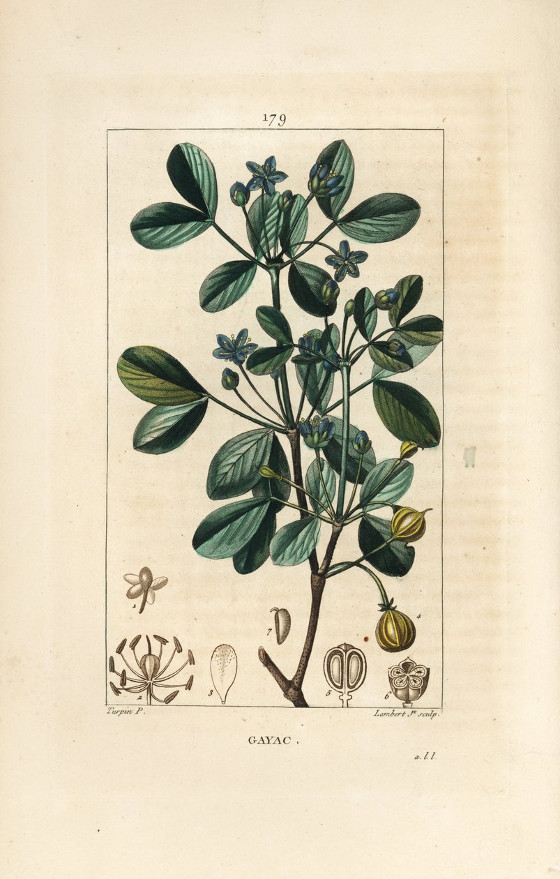Gaiac tai pyhä puu, elämän puu - Guaiacum, Guajacum officinale. Lambert Juniorin käsinvärinen pistekuparikaiverrus Pierre Jean-Francois Turpinin piirustuksesta Chaumetonista, Poiret