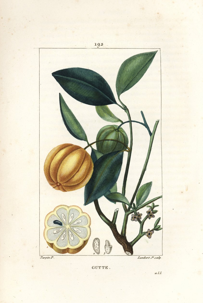 Garcinia gummi gutta tai Malabar Tamarinier, Gambooge, Brindall Bay - Gum guttae -puu, Cambogia gutta, hedelmät, lehdet, kukat ja hedelmät osassa. Lambert Juniorin käsinvärinen pistekuparikaiverrus Pierre Jean-Francois Turpinin piirroksesta tekijältä Pierre Jean Francois Turpin