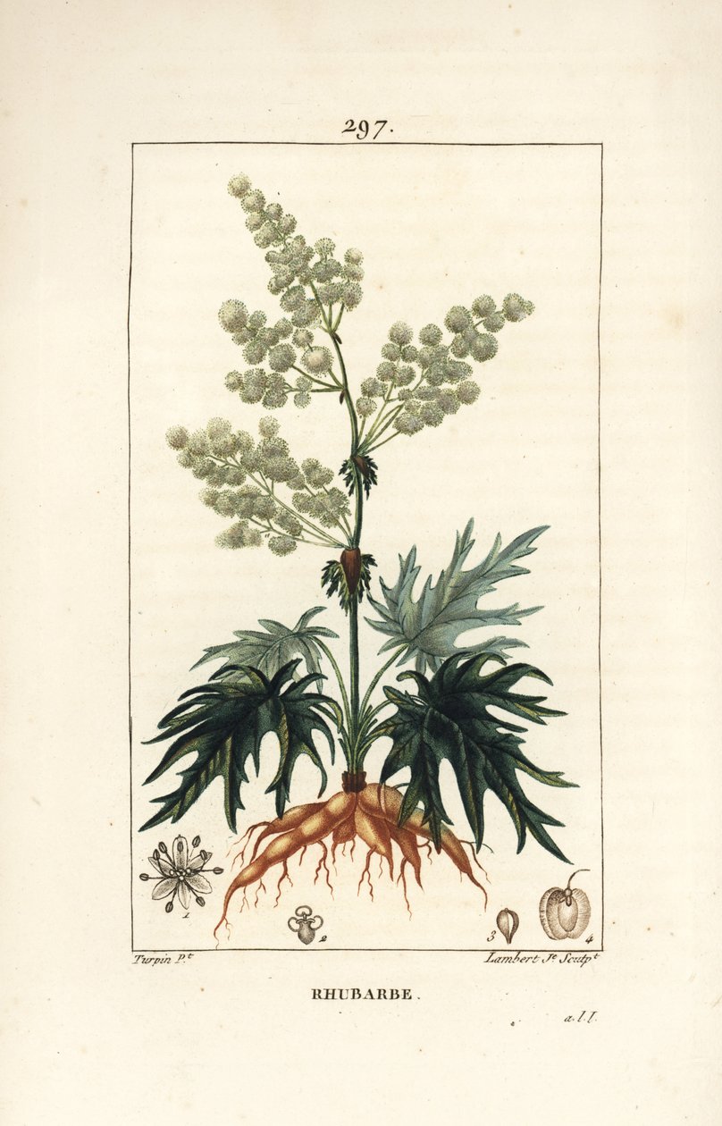 Puutarharaparperi - Raparperi, Rheum rhabarbarum (Rheum palmatum), kukka, varsi, lehti, siemen ja juuri. Lambert Juniorin käsinvärinen pistekuparikaiverrus Pierre Jean-Francois Turpinin piirroksesta Chaumetonista, Poiret